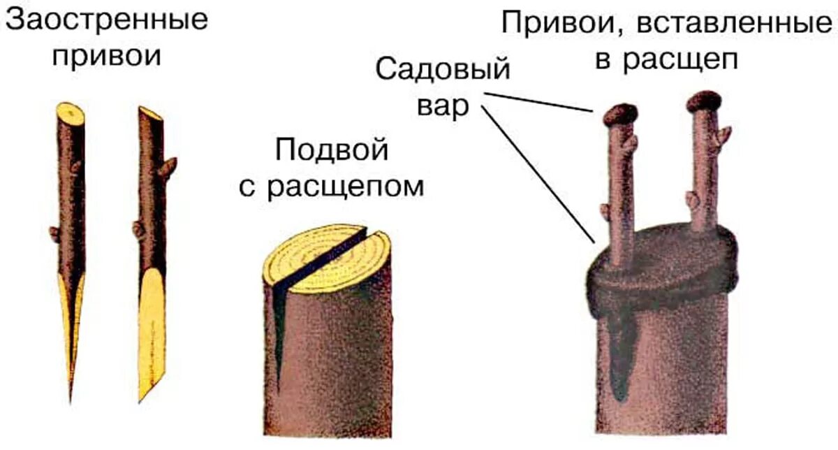 Привить яблоню подвой. Прививки растений окулировка. прививка привой подвой. окулировка яблони весной. прививка яблони врасщеп.