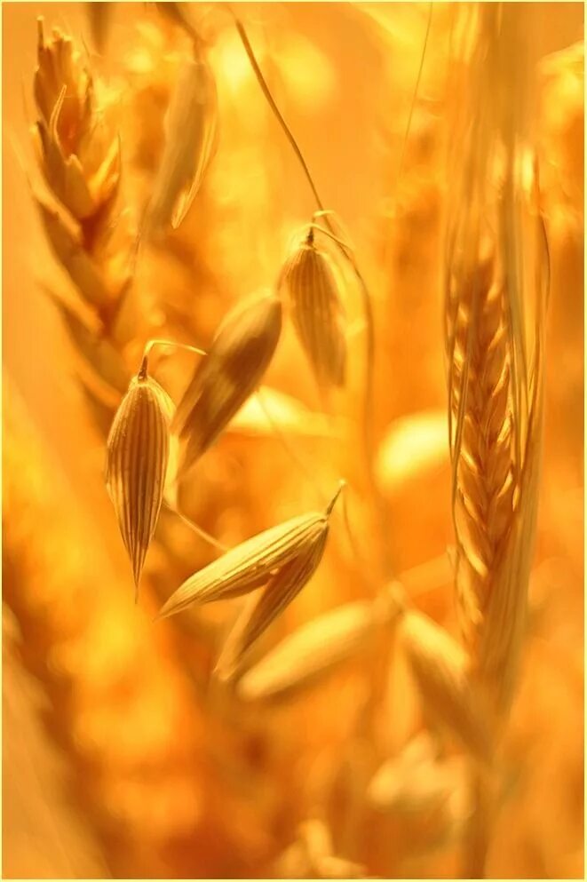 Желтая пшеница серый котенок. Колосья. Золотой Колос. Желтые колосья. Колосок пшеницы.