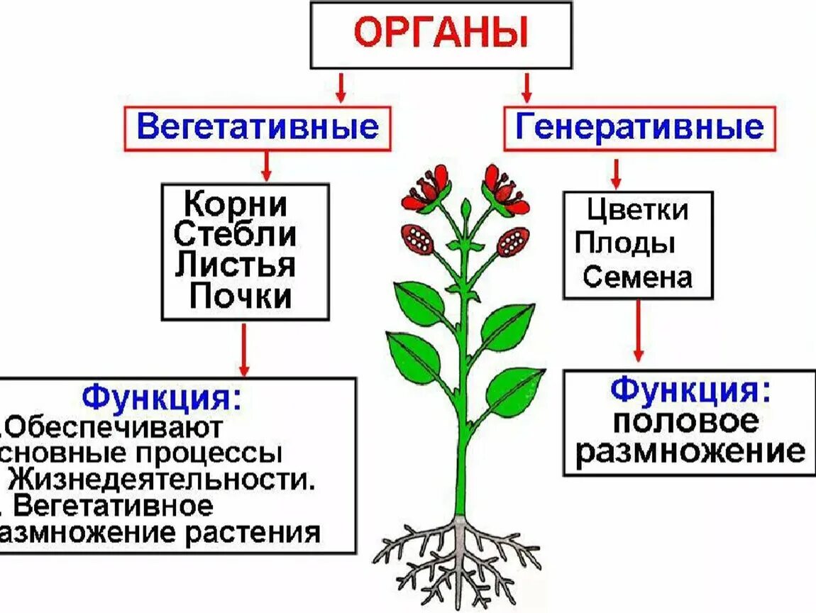 Генеративный побег растения. Вегетативные и генеративные органы растений. Строение и функции генеративных органов растений. Перечислите вегетативные органы растений. Строение вегетативных и генеративных органов растений.