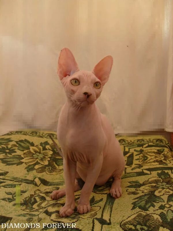 1 канадский сфинкс. 5 месяца. Сфинкс 1 месяц. Сфинкс 1 5 месяцев. Донской сфинкс котенок 2 месяца.