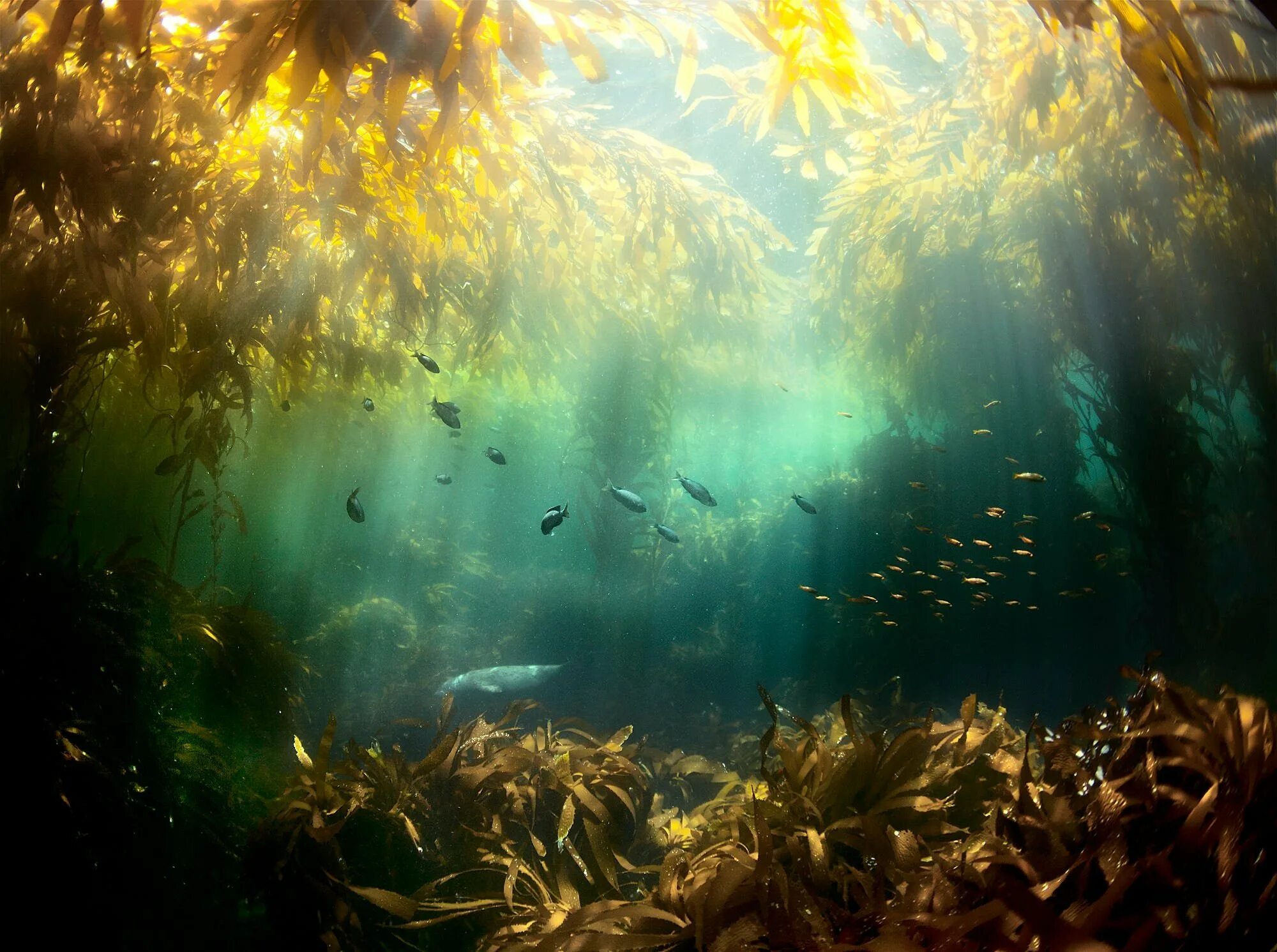 Саргассово море водоросли. Подводный "лес"(Kelp Forest). Келп водоросли. Подводные пейзажи.