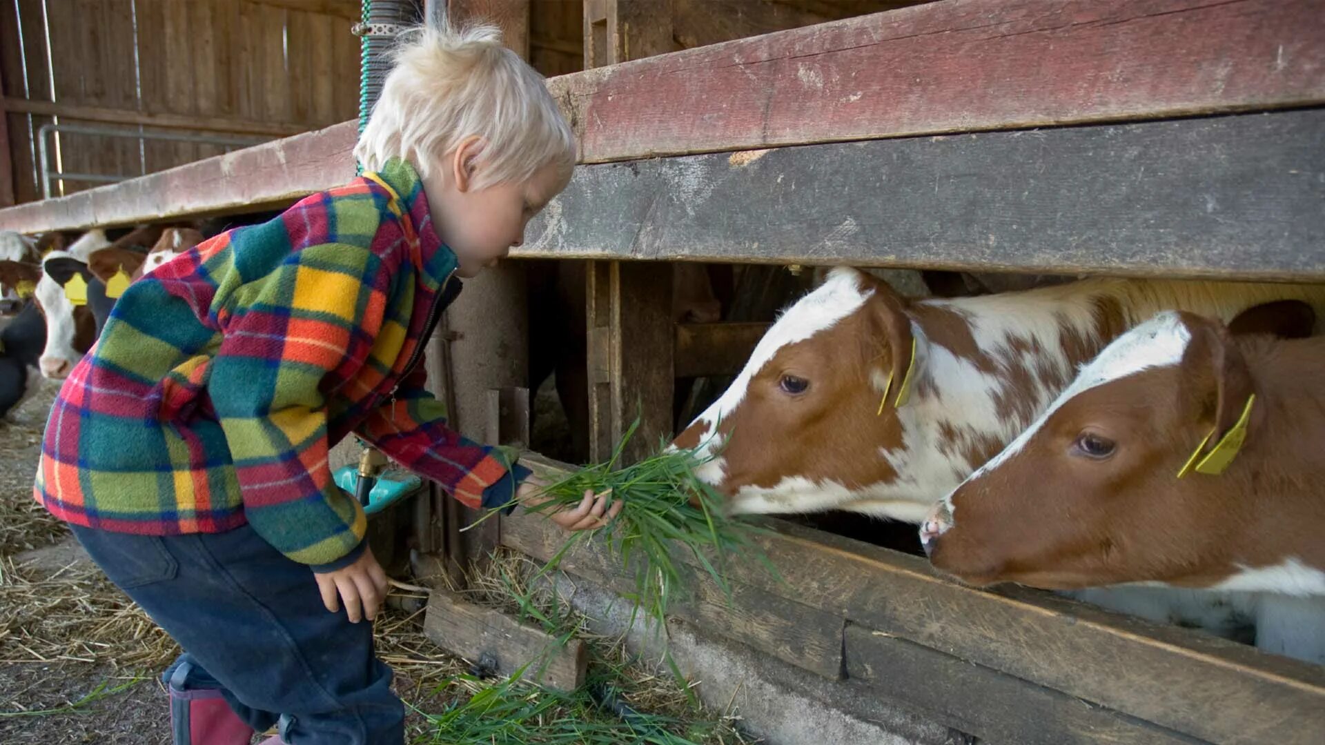 Дети ухаживают за животными. Домашние животные для детей. Домашние животные на ферме. Корова и человек. Забота о коровах.
