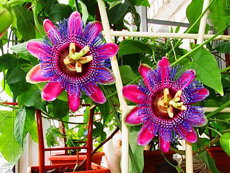 Москва пассифлора. Пассифлора Марийка Passiflora. Пассифлора маэстро. Опора для пассифлоры.