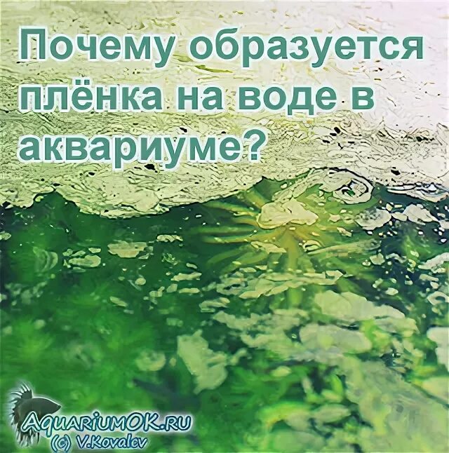 Почему образуется пленка на воде. Пленка на аквариуме на воде.
