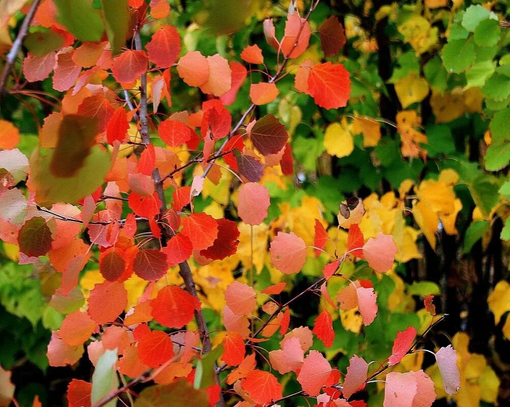Листья осины осенью. Осина дерево осенью. Осина куст осенью. Листочки осины осенью. Осинка листья осенью