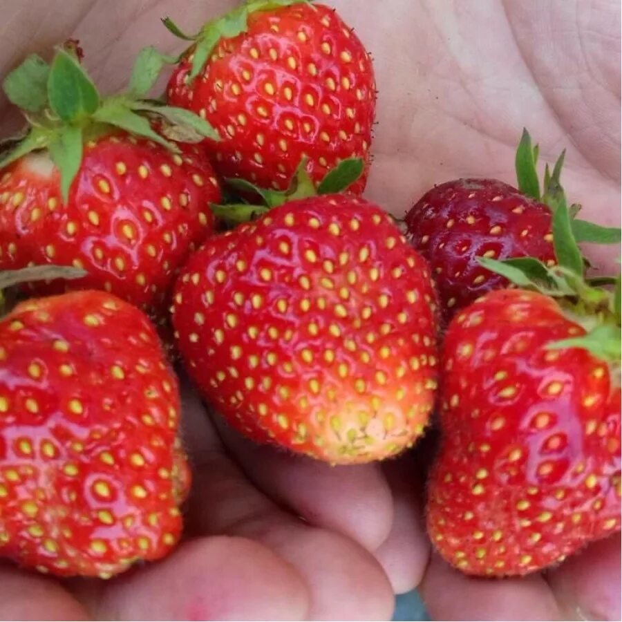 Сорт клубники клери. Земляника садовая дарселект. Сорт клубники румба. Ремонтантная клубника мурано. Клубника ремонтантная диамант.