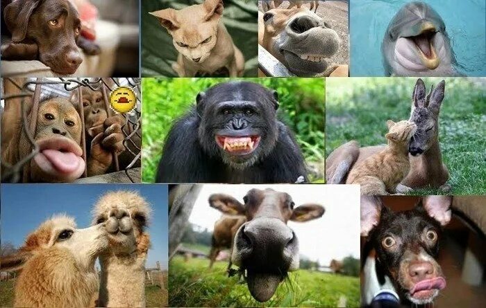 Эмоции животных. Коллаж Веселые животные. Животные с разными эмоциями. Эмоции животных в рисунках и фотографиях. Animals emotions