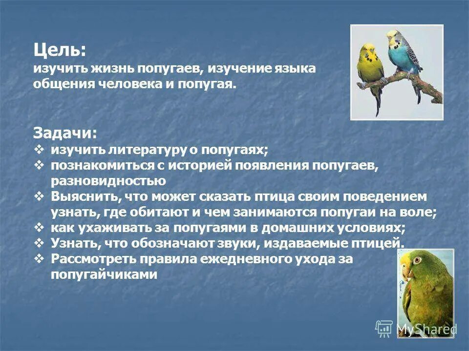 Задача про попугая 5 класс. Описание попугая. волнистый попугай. проект про попугая. попугай для презентации.
