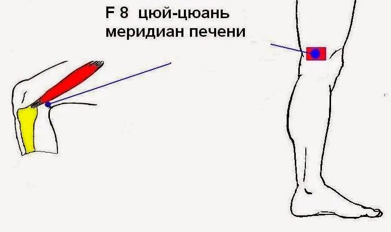 Зоны роста бедренной кости у детей. Бедро в сторону локоток на косточку. Бедро в сторону локоток на косточку. Бедро в сторону локоток на косточку. Дистальный локтевой сустав.