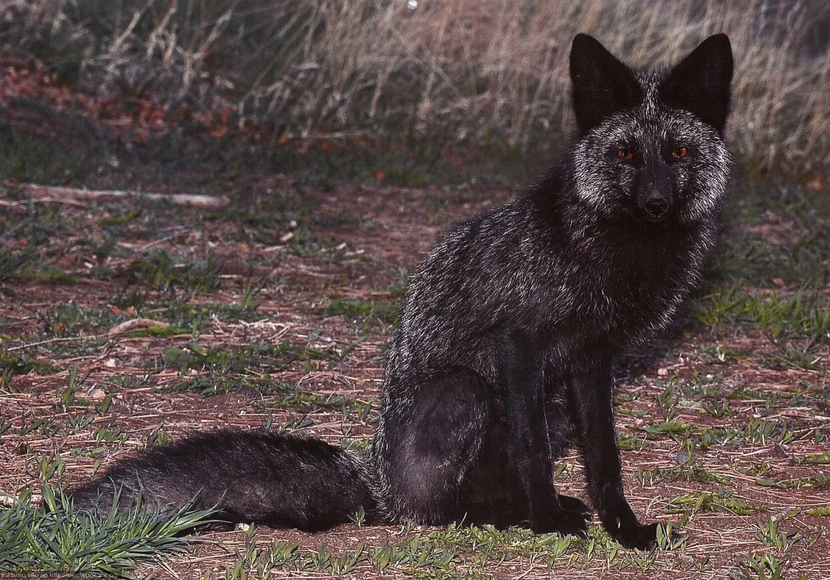 Серебристо черные лисицы фото. Чернобурка вичхаус. Песец чернобурка. Серебристо черные лисицы фото. Чернобурая лисица с лисятами.