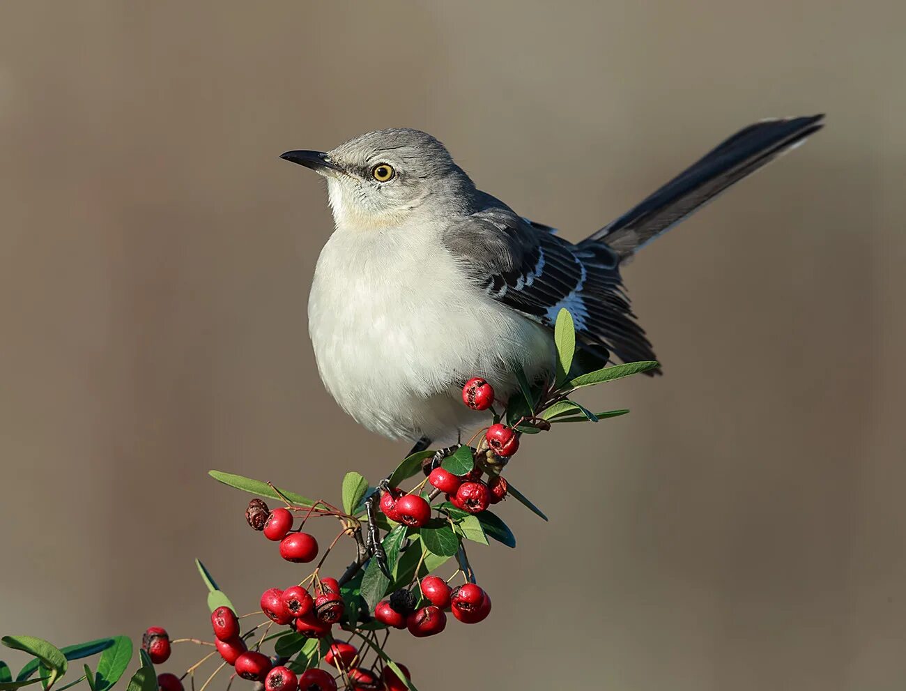 Mocking bird. Дрозд пересмешник. Многоголосый пересмешник птица. Североамериканский певчий пересмешник. Певчие пересмешники.