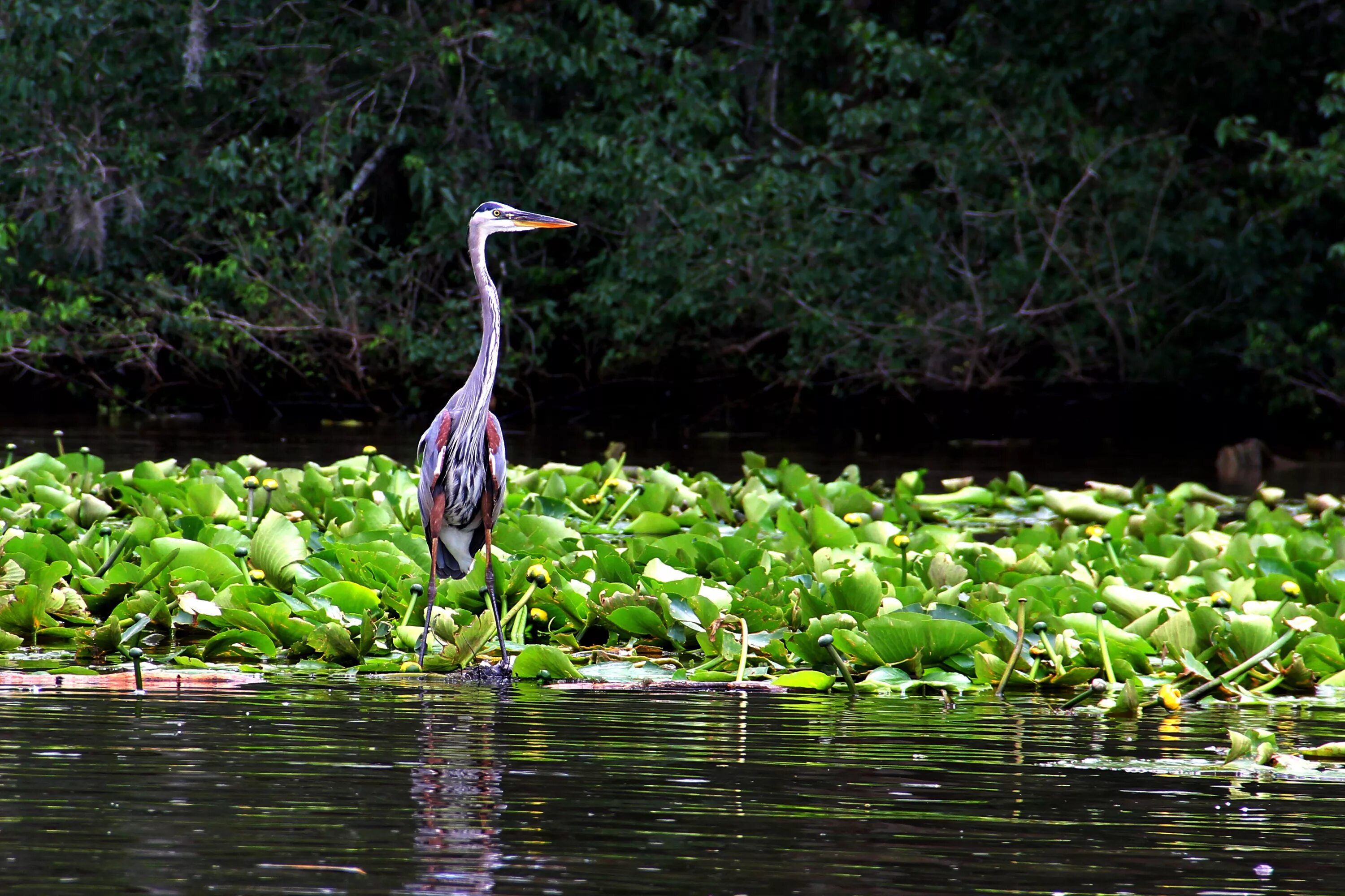 Louisiana Heron - Луизианская цапля. Цапля Пантанал. Каддо озеро Аллигатор. Луизиана фауна. Звери пруда