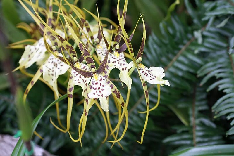 Орхидея брассия. Паучковая Орхидея. Тропическая Орхидея эпифит. Фаленопсис эпифит.