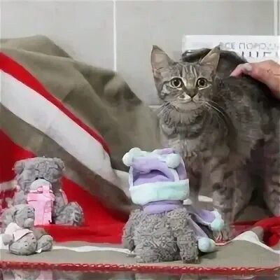Добрые руки кошки нижний новгород