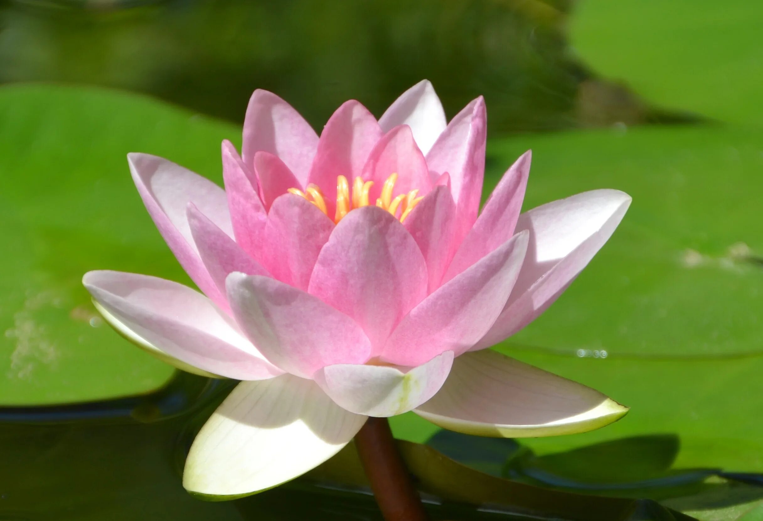 Лилия lotus dream лотосовый гибрид. Кувшинка белая. Цветок похожий на лотос. Цветок похожий на лотос. Цветок похожий на лотос.