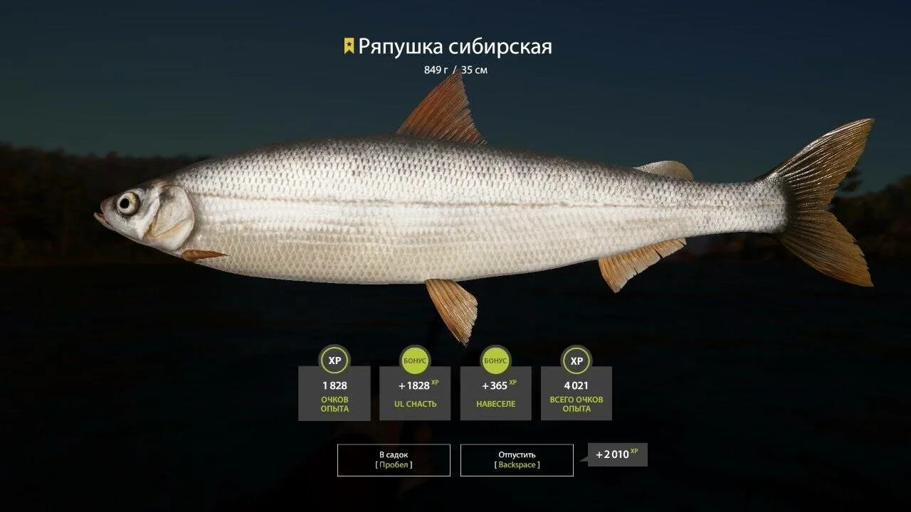 Чем отличается омуль от