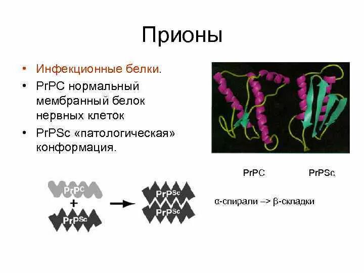 Белки прионы. Прионы. Прионы презентация. Инфекционные белки. Патогенные прионы.