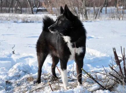 Лайка рел охота