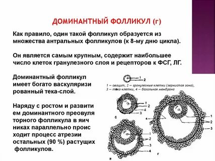 Фолликулы в срезе норма