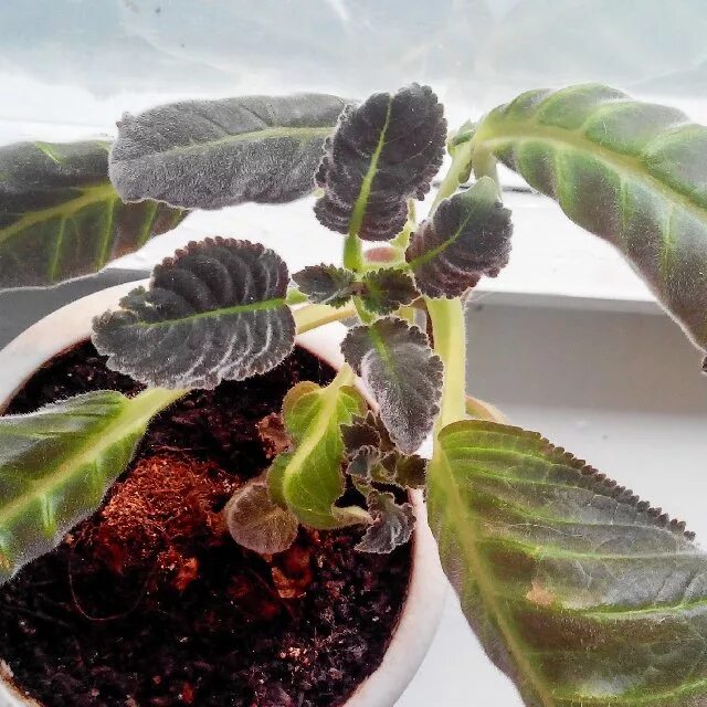 Глоксиния листья. Глоксиния пустоцвет. Аскохитоз глоксинии. Почему у глоксинии листья. У глоксинии скручиваются листья.