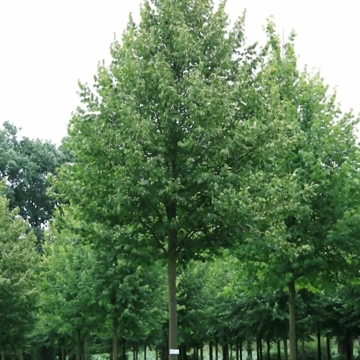 Tilia 30. Tilia 30. Tilia 30. Tilia 30. Tilia 30.