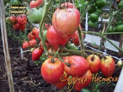 Сахарная настасья