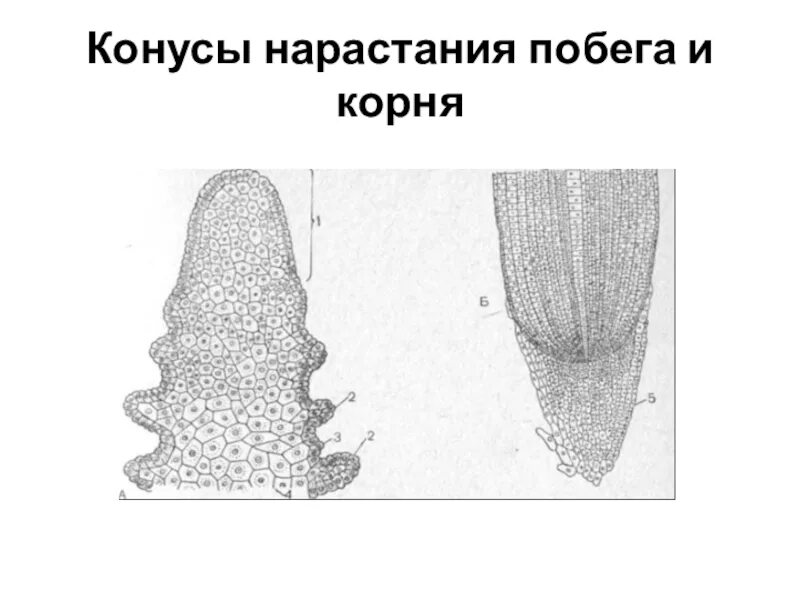 Апикальные меристемы конус нарастания корня. Конус нарастания побега меристему. Образовательная ткань конус нарастания стебля. Конус нарастания стебля образован тканью.