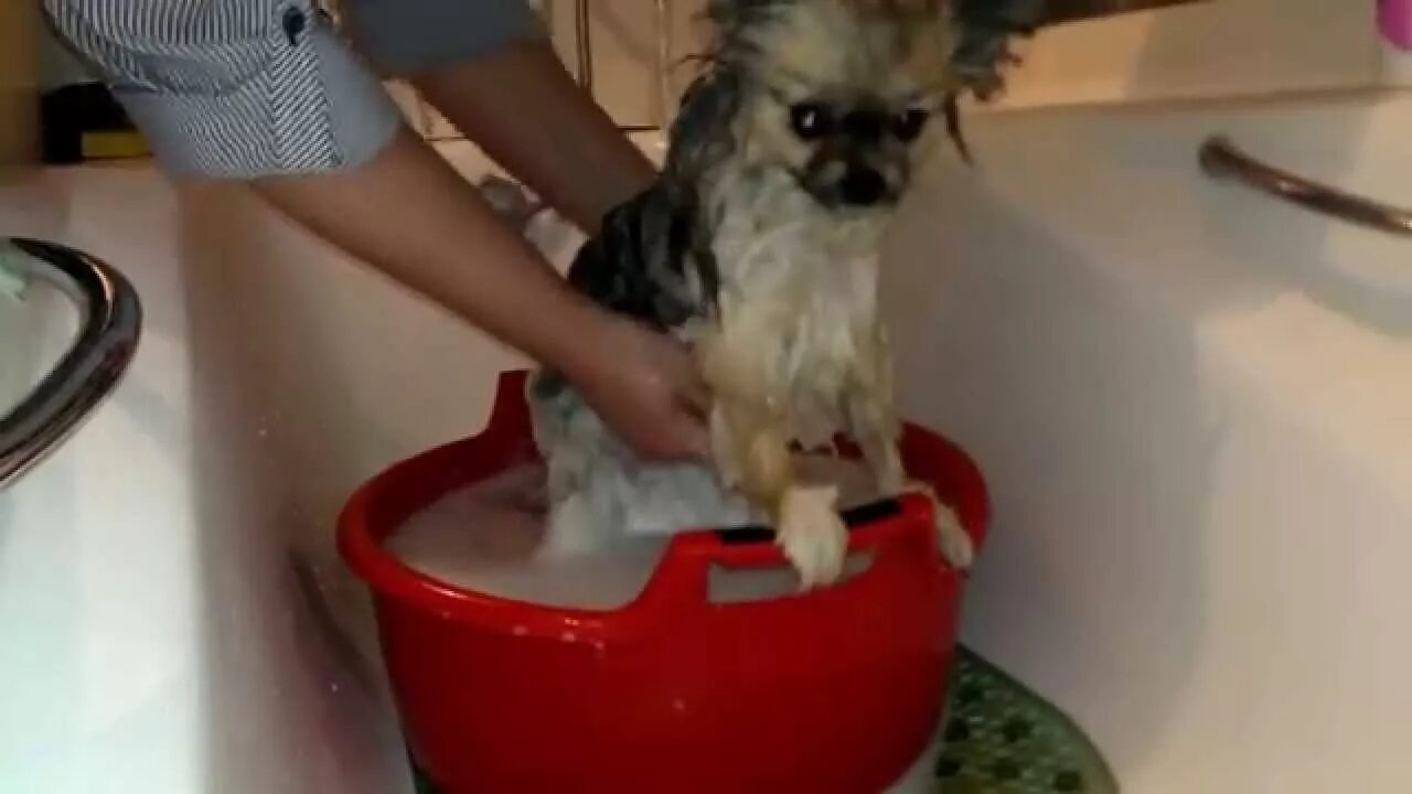 Как купать щенка 2 месяца