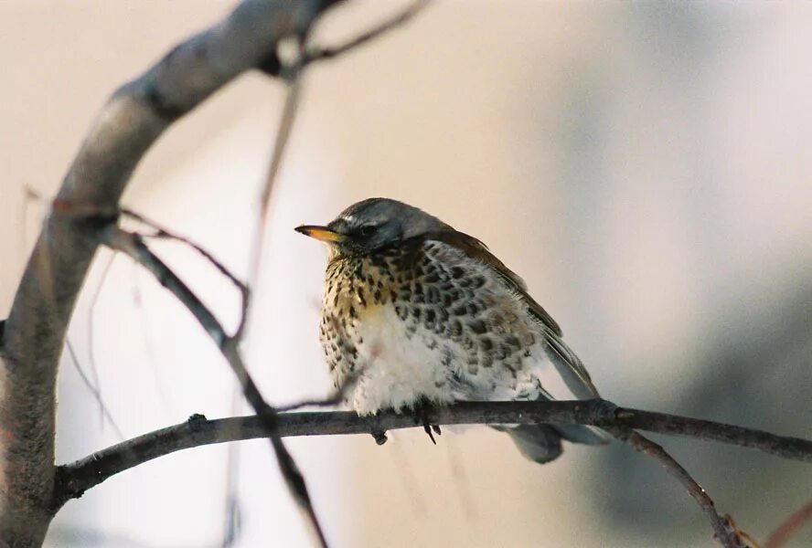 Певчий дрозд рябинник. Желтогрудый соловей. Серая птица больше воробья. Дрозд певчий птица. Дрозд птицы хакасия.