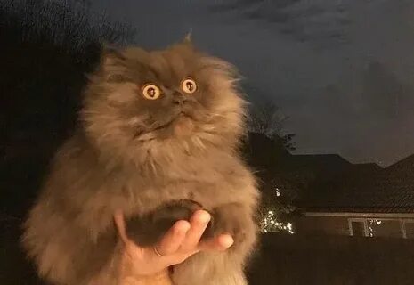 Кот смотрит в пустоту