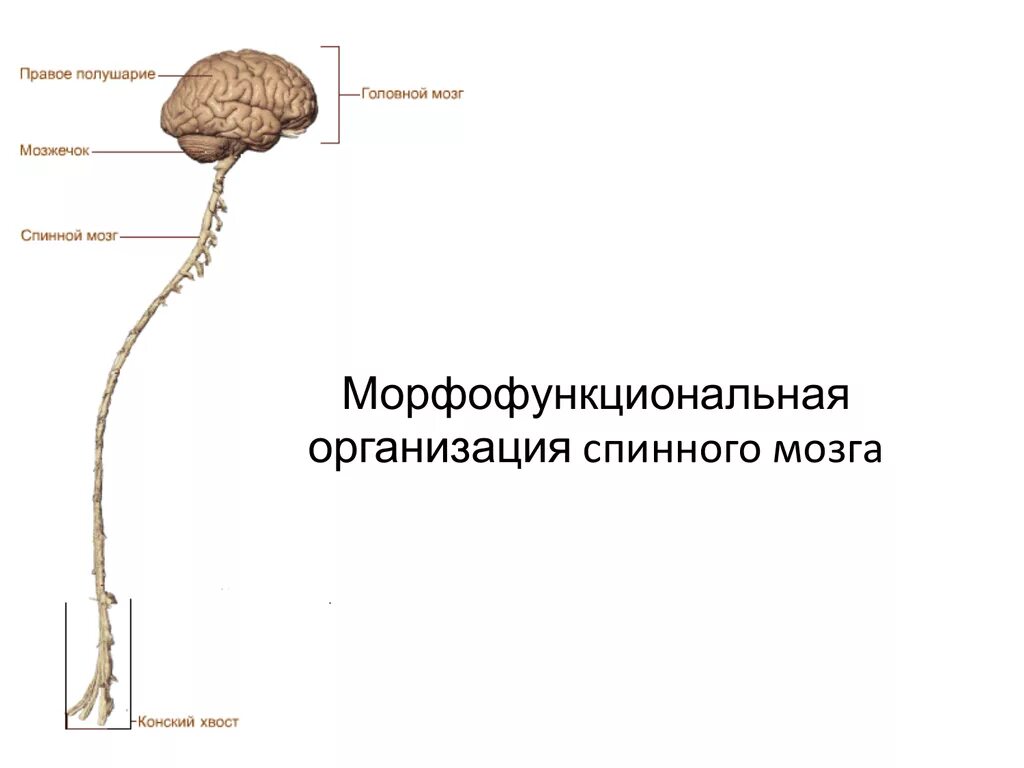 1. Морфофункциональная организация спинного мозга. Морфофункциональная характеристика спинного мозга. Спинной мозг: Морфо-функциональные особенности,. Спинной мозг его морфофункциональная организация.