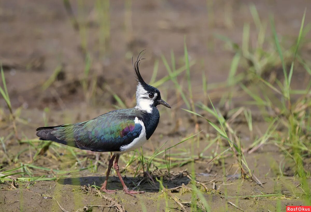 чибис сыктывкар