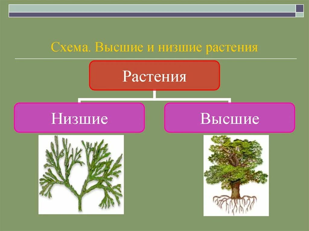 Царство растения Подцарство высшие растения. Высшие и низшие растения. Высшие растения и низшие растения. Растения низшие и высшие схема. 5 примеров низших растений