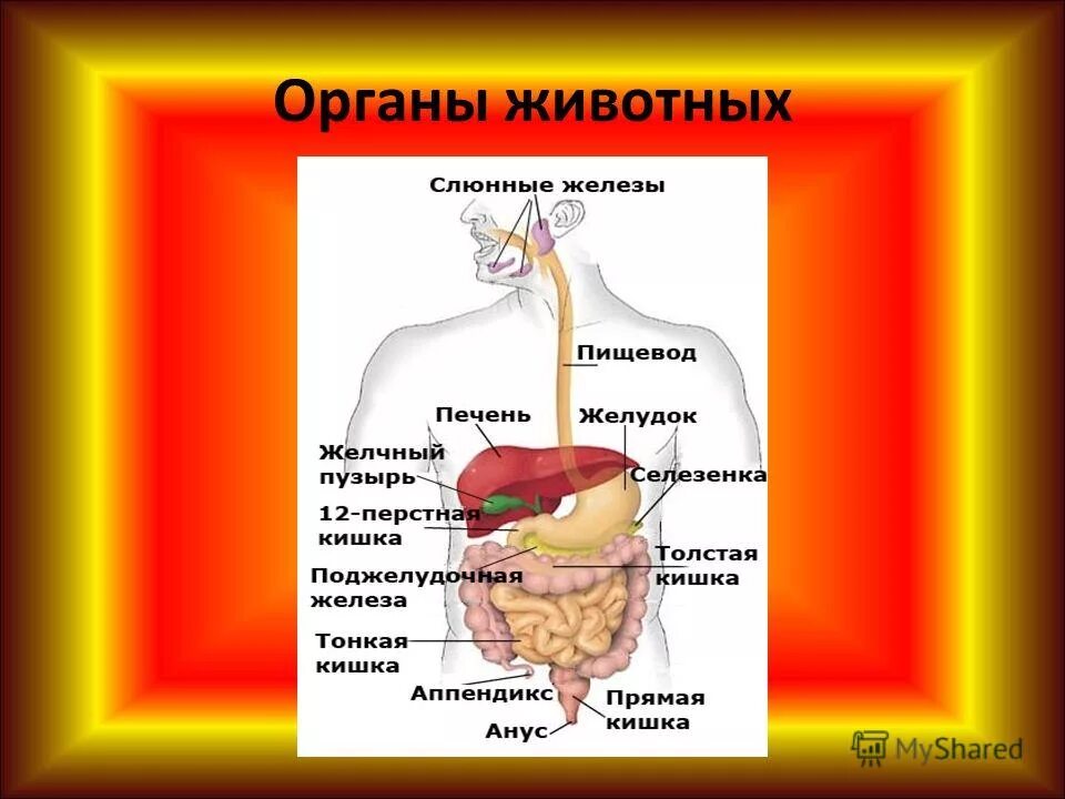 железа органы животных. выделительная система животных кошки. железы внутренней секреции собаки. железа органы животных. пищеварительная система млекопитающих схема биология 7 класс.
