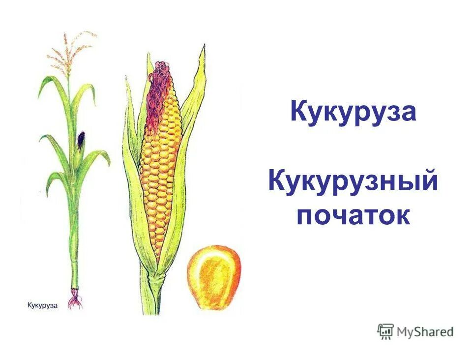Простой початок. Кукуруза соцветие початок. Строение початка кукурузы. Кукуруза части растения. Строение соцветия кукурузы.