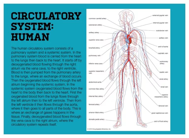 Circulatory system. Blood flow in human circulatory system. human circulatory system. human blood system. circulatory system на русском.
