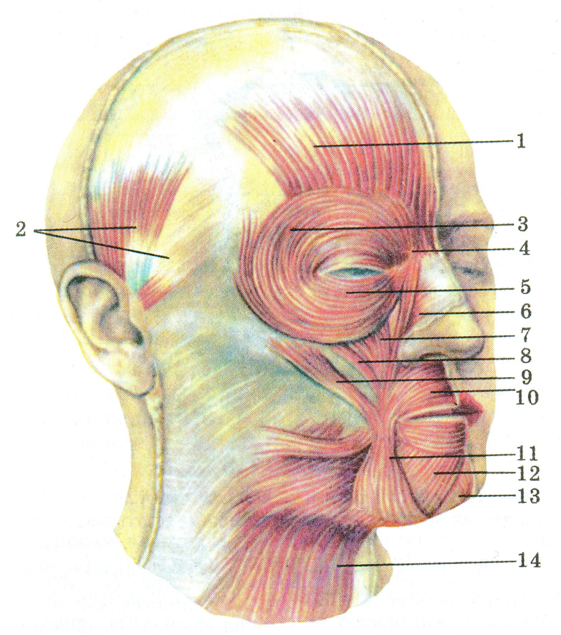 Поднимающая угол рта. Скуловые мышцы лица анатомия. Мимические мышцы лица Надчерепная. Лобные мышцы лица. Круговая мышца лица.