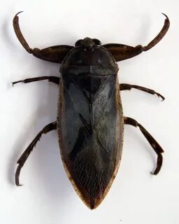 Belostomatidae
