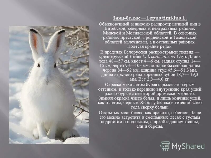Уши зайца беляка и зайца русака. Заяц русак уши. Уши зайца русака и беляка. Длина тела зайца русака. Уши зайца русака и беляка.