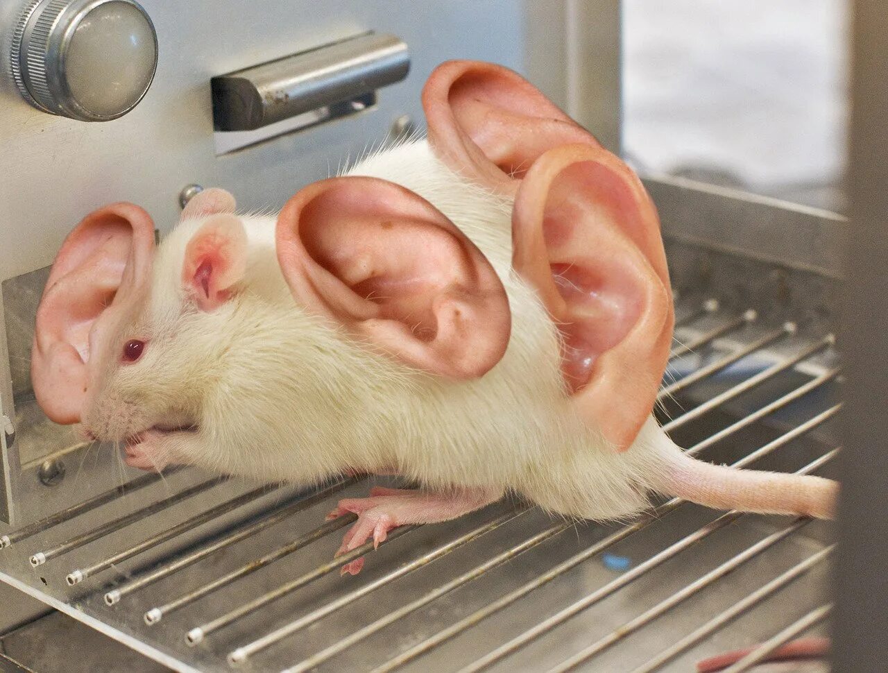 Гнойный мышка. Крыса Лонг Эванс. Лабораторные мыши. Лабораторная крыса.