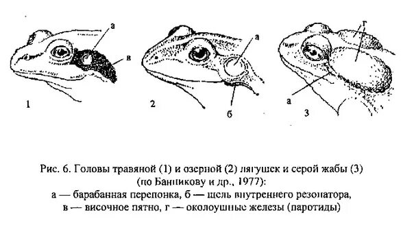 Ядовитые железы Жабы. Травяная лягушка строение. Ядовитые железы у лягушек. Барабанная перепонка лягушки. Барабанная перепонка у лягушки