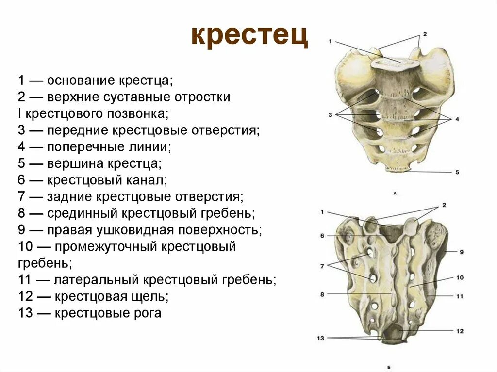 Строение крестца сбоку. Крестец анатомия человека строение. Крестец позвонок строение. Строение крестца вид спереди.