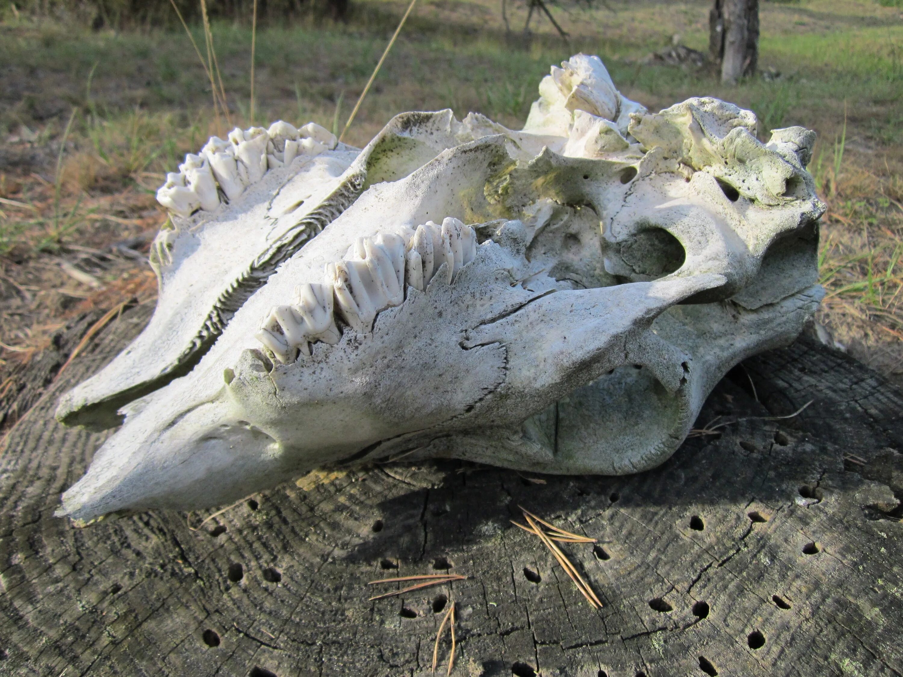 Череп крокодила. Гребни на костях животных изменчивы