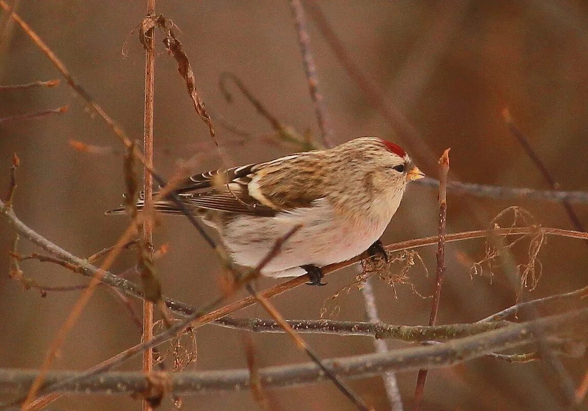 серая птичка чечетка. птичка чечётка обыкновенная. маленькая серенькая птичка с красным пятном на голове. воробей с красным пятном на голове. птичка чечётка обыкновенная.