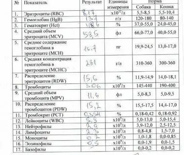 Средние содержания гемоглобина в эритроците понижен причины