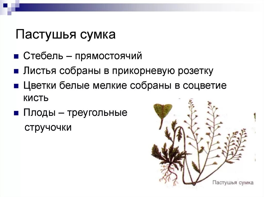 Пастушья сумка тип соцветия и листорасположение. Пастушья сумка обыкновенная цветок. пастушья сумка форма стебля. пастушья сумка морфологическое описание. пастушья сумка тип плода.