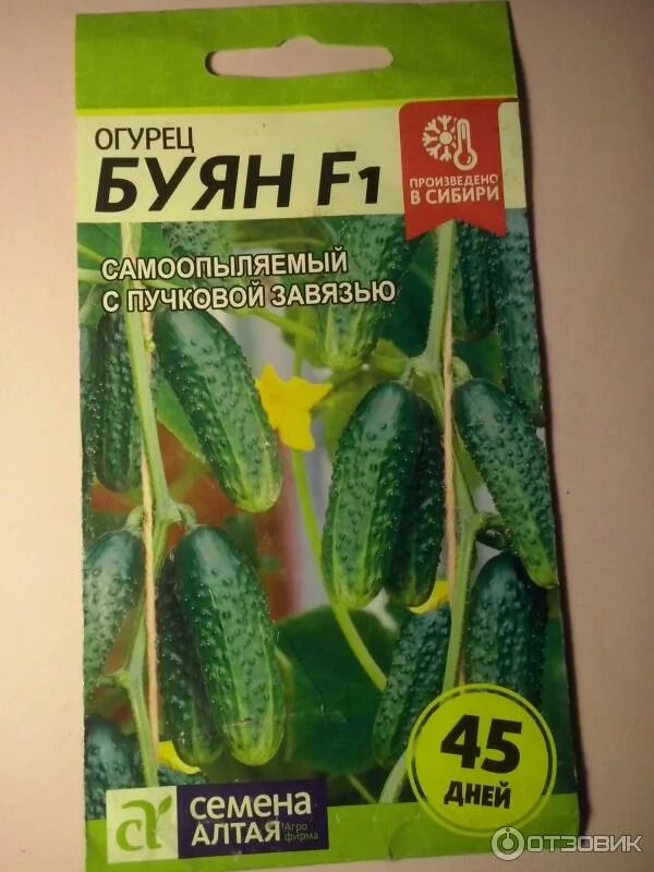 Огурец буян f1 (10шт). Огурец буян манул. Огурец буян f1. Буян сорт огурцов. Семена огурца буян.