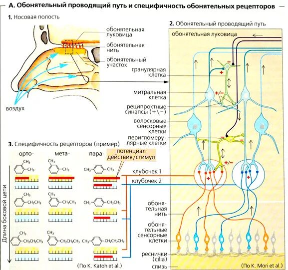 Обонятельная чувствительность