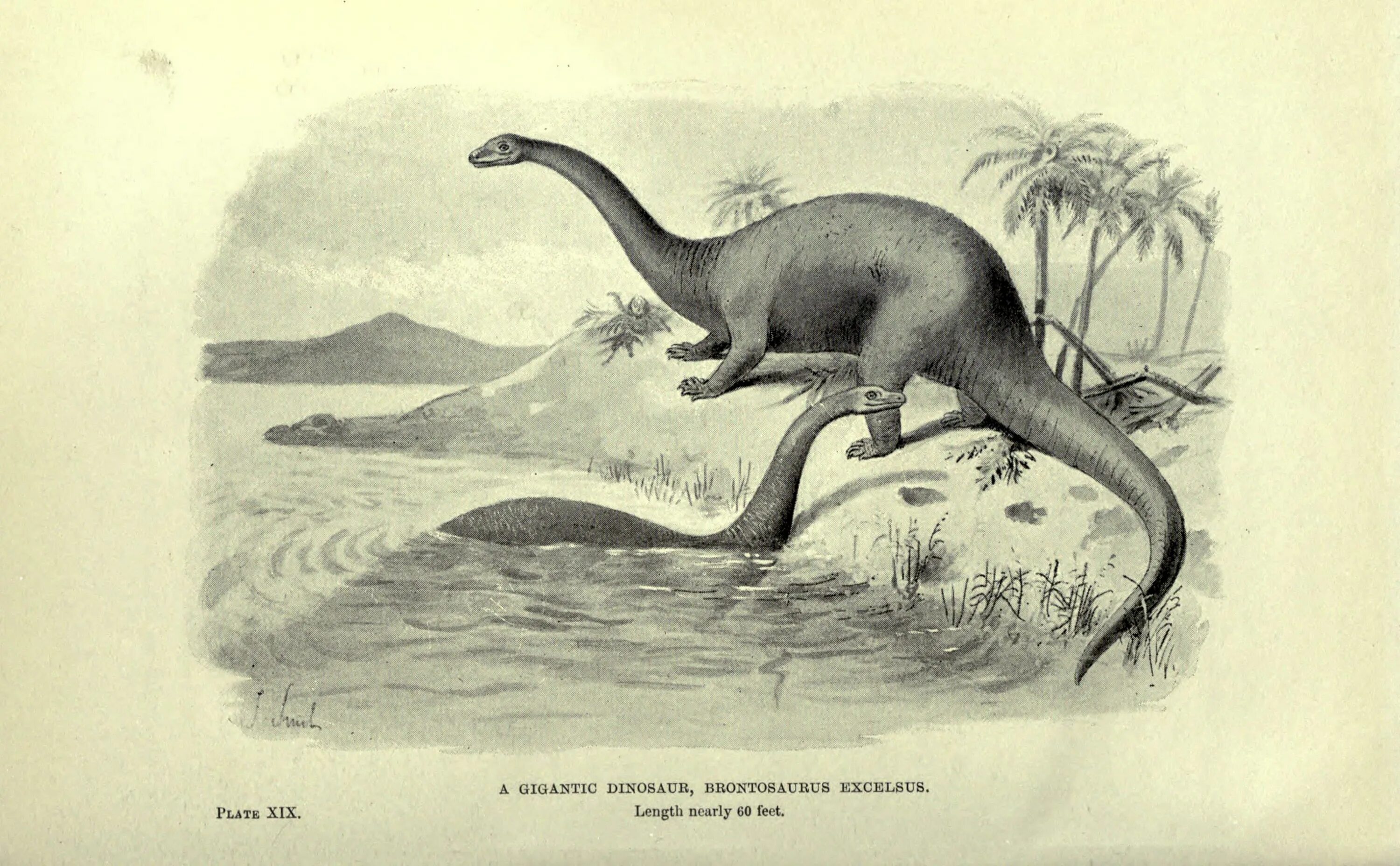 На рисунке изображен майаспондил вымершая рептилия. Бронтозавр динозавр. Бронтозавр анатомия. Древние пресмыкающиеся Бронтозавр. Excelsus Бронтозавр.