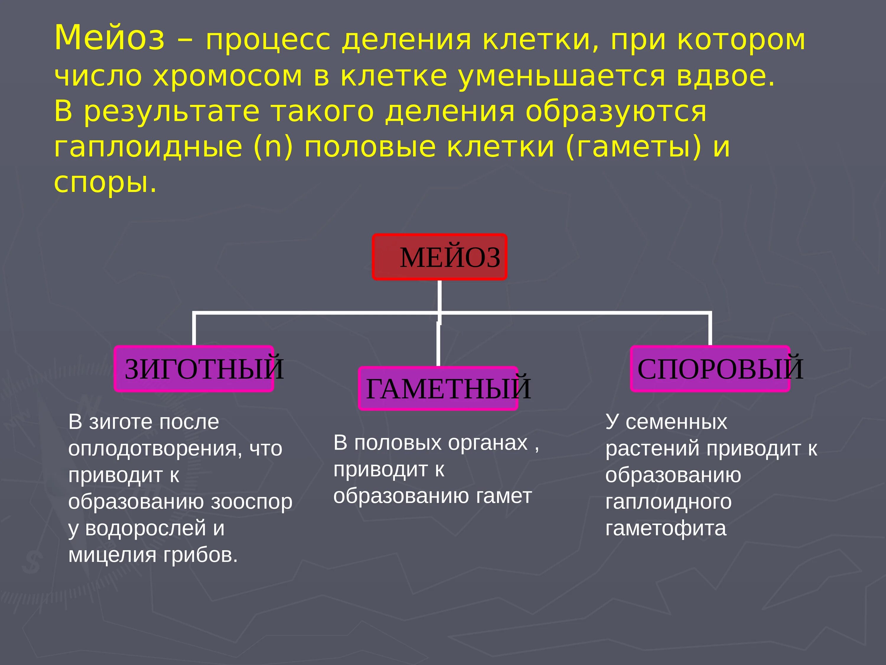 Половые клетки формируются в результате. Гаплоидные половые клетки. Процесс деления половых клеток. Мейоз деление половых клеток. Деление гаплоидных клеток.